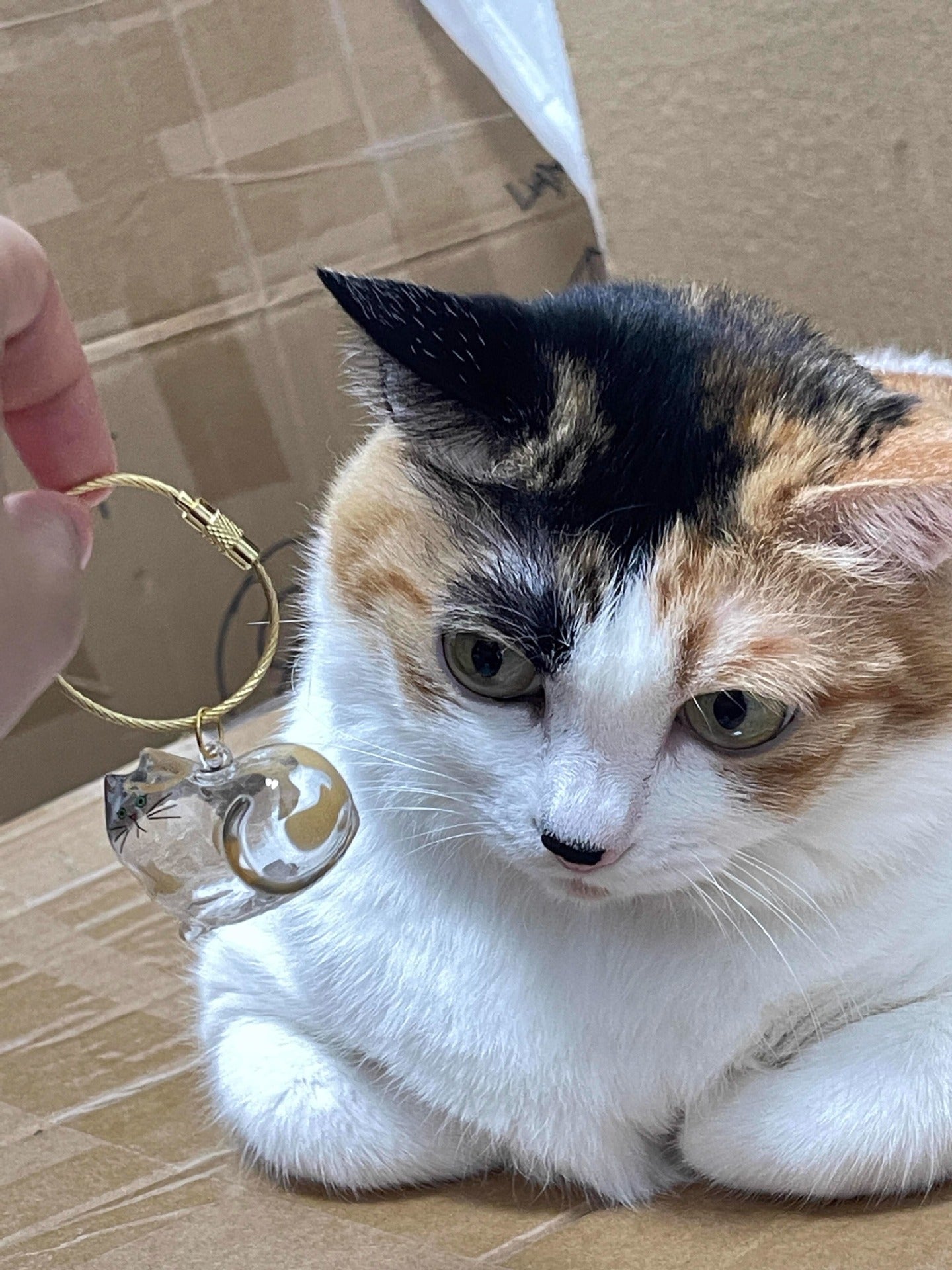 Pet Kitten Puppy Transparent Fur Storage Box Cute Animal Fur Ball Storage Pendant Decoration Commemorative Dustproof Box Gift